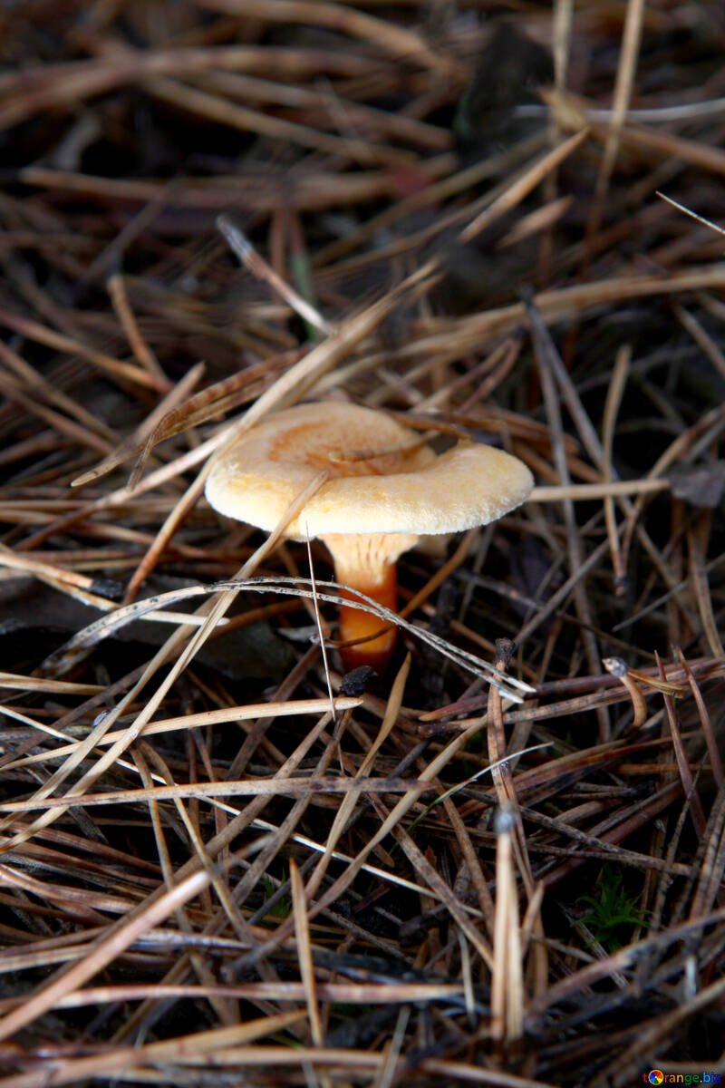 Champignons au gingembre